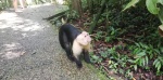 Capuchino
Capuchino, Mono, Carablanca