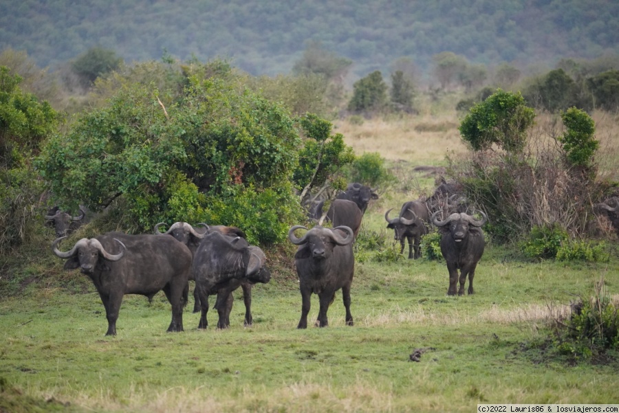 Viaje al centro de la sabana africana-Masai Mara, Kenya - Blogs de Kenia - Día 2; Primer encuentro con el Río Mara (5)