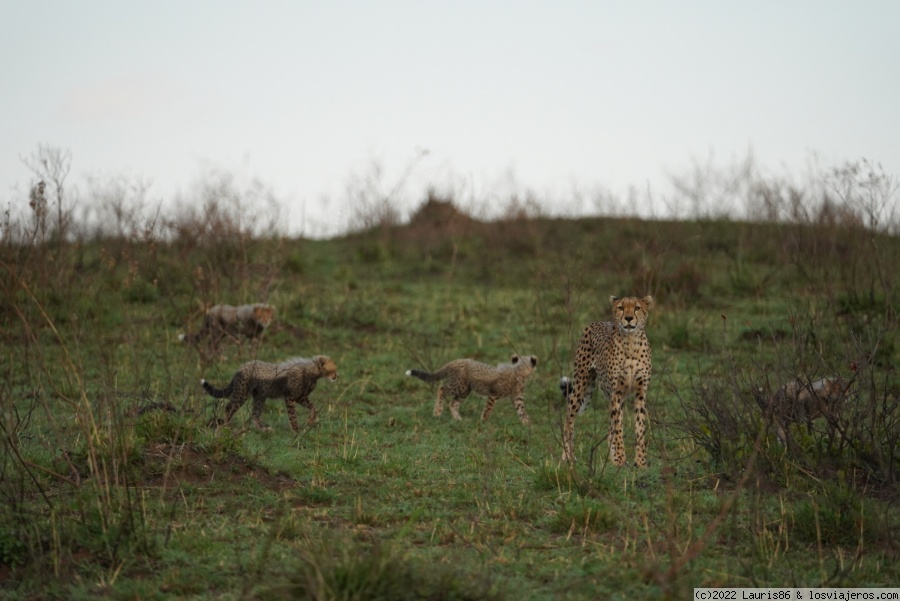 Viaje al centro de la sabana africana-Masai Mara, Kenya - Blogs de Kenia - Día 3; Encuentros sin palabras (6)