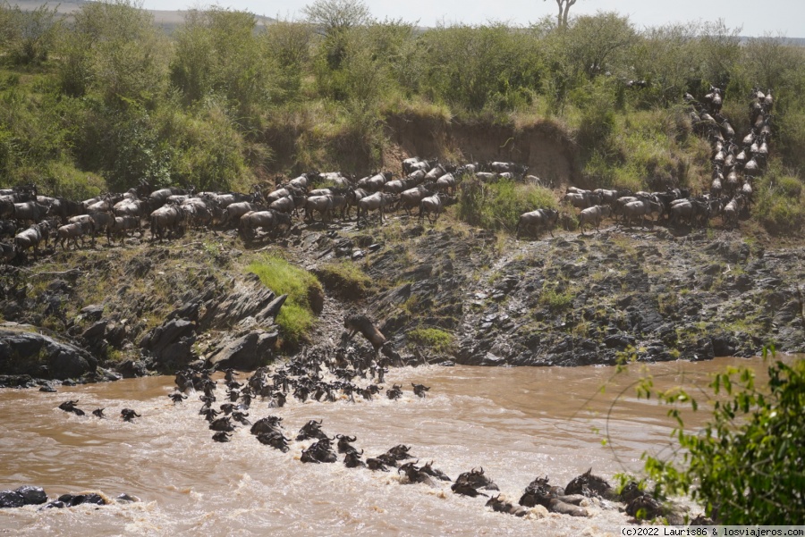 Viaje al centro de la sabana africana-Masai Mara, Kenya - Blogs de Kenia - Día 4; El Gran Día! (3)