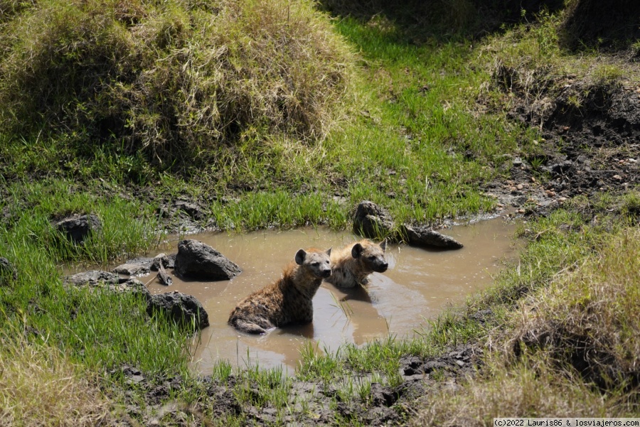 Viaje al centro de la sabana africana-Masai Mara, Kenya - Blogs de Kenia - Día 3; Encuentros sin palabras (4)