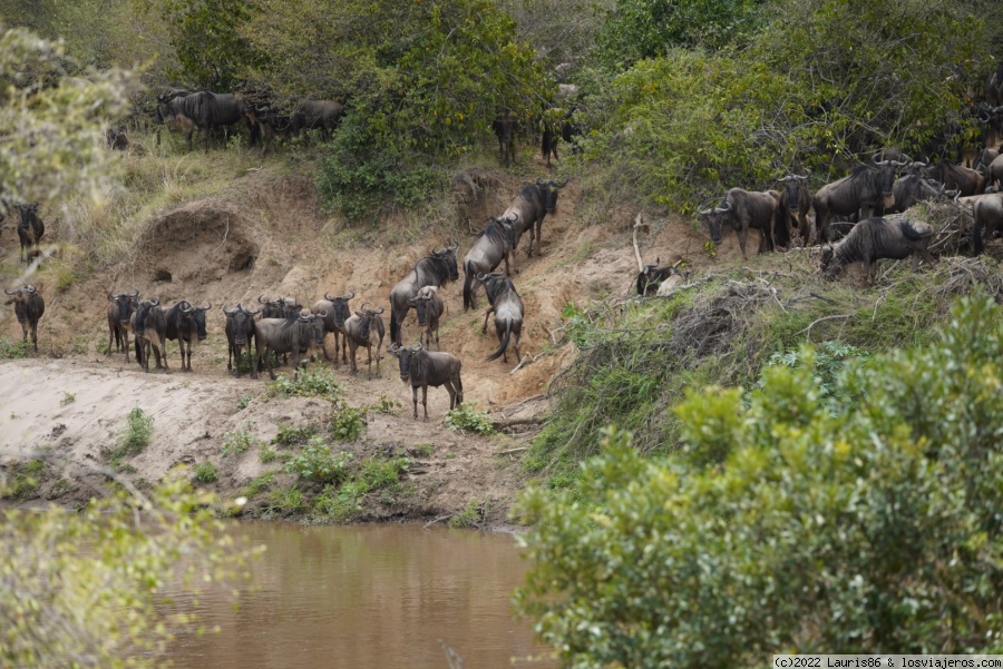 Viaje al centro de la sabana africana-Masai Mara, Kenya - Blogs de Kenia - Día 3; Encuentros sin palabras (3)