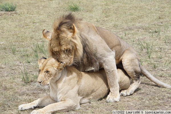 Leones copulando
Bienvenida de leones copulando en medio del camino rumbo a Enkewa Camp
