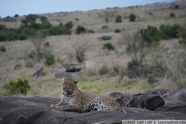 Leopardo en roca haciendo la digestión
Leopardo en roca haciendo la digestión

