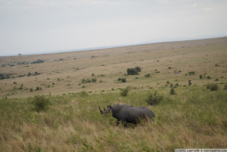 Viaje al centro de la sabana africana-Masai Mara, Kenya - Blogs de Kenia - Día 3; Encuentros sin palabras (1)