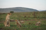 Mama Cheetah con cachorros