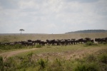 El Crossing
Crossing, Masai, Mara, Tanzania, cruzando