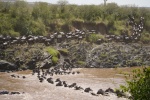 Ñus cruzando de Masai Mara a Tanzania