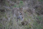 Leopardo
Leopardo, camino