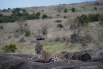 Leopardo en roca haciendo la digestión