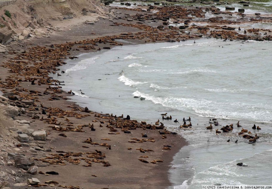 Costa Patagónica Argentina - Blogs de Argentina - LA LOBERIA - RIO NEGRO (3)