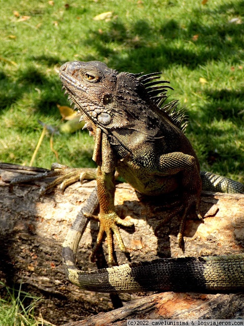 Parque de las Iguanas - GUAYAQUIL - ECUADOR - Un viaje por Latinoamérica (2)