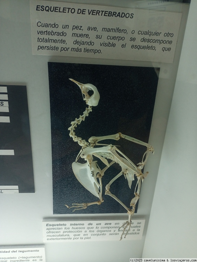 Viajar a  Argentina: Esquel - Esqueleto de un vertebrado (Esquel)