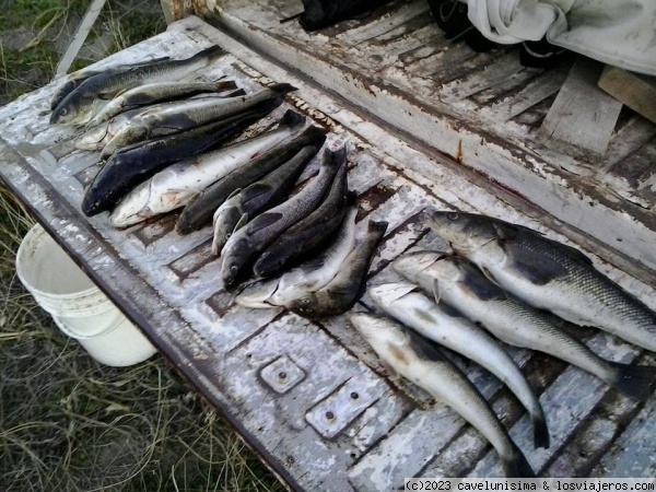 Róbalos en venta
Peces de la zona
