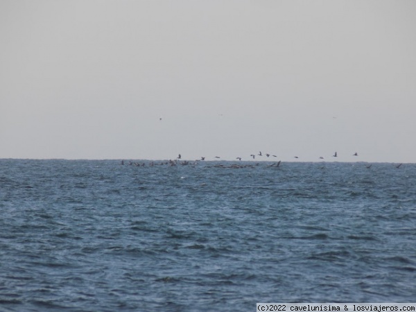 El Pacífico en Máncora
Aves y un mar tranquilo
