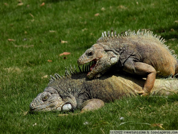 Dos iguanas juntas
Rarezas
