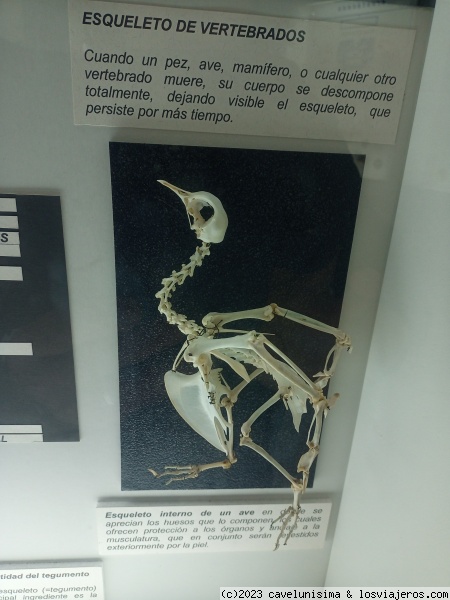 Esqueleto de un vertebrado
Ave bonaerense
