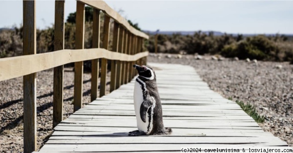 Un solitario pingüino
Península Valdez - fauna patagónica
