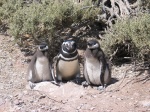 Los adorables pingüinos