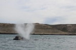 Ballena emergiendo
Ballena, Atractivo, emergiendo, argentino