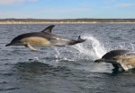 El mar y los delfines
Fauna, delfines, marina