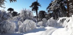 Bosque de araucarias en Caviahue - Copahue
Bosque, Caviahue, Copahue, Paisaje, araucarias, invernal