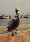 PARACAS - COSTA PERUANA