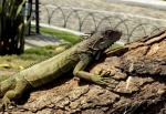 Parque de las Iguanas - GUAYAQUIL - ECUADOR