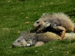 Dos iguanas juntas