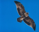 Halcón peregrino
Halcón, Aves, Patagonia, peregrino, argentina