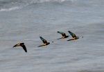 Aves patagónicas