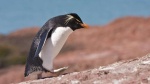 Siempre el pingüino en el paisaje
Siempre, Fauna, Santa, Cruz, pingüino, paisaje