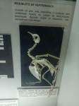 Esqueleto de un vertebrado