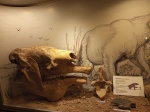 Megatherium - Llanura pampeana
Megatherium, Llanura, Hace, pampeana, millones, años