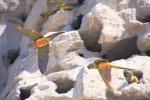 Miles de loros
Miles, Parejas, loros, anidando, acantilados