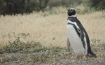 Solitario pingüino