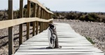 Un solitario pingüino