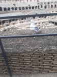 Interior del Coliseo Romano