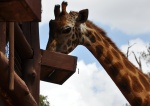 Giraffe Center
safari, wild, life, natural