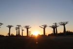La Avenida de los Baobabs - Morondava
baobabs, puesta del sol, Sur Oeste, Morondava, Madagascar