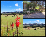 Posada Rural y Ecuestre UNICORNIO AZUL