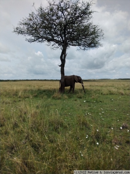 Maasai Mara
Elephants are the largest existing land animals with distinctly large bodies, large ears and long trunks.
