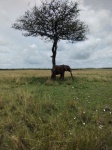 Maasai Mara
Maasai, Mara, Elephants, largest, existing, land, animals, with, distinctly, large, bodies, ears, long, trunks