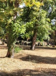 Antiguo cementerio judío