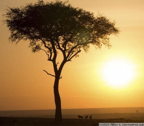 Amanecer en el Masai Mara
En torno a las 5 de la mañana amanece en la sabana
