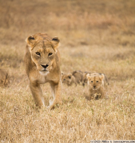 Leona con sus cachorros en el Ngorongoro
Una madre leona pasea con sus cachorros por el cráter Ngorongoro
