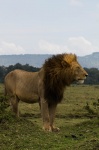 León en el Masai Mara
León, Masai, Mara, león, majestuoso