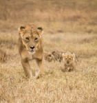 Leona con sus cachorros en el Ngorongoro