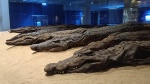 museo_cocodrilos