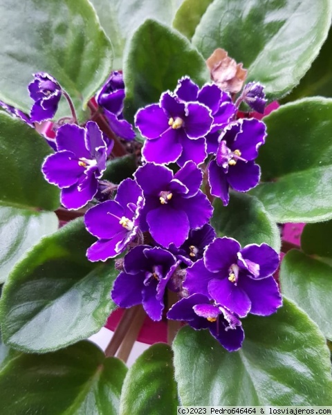 Violeta
Flor muy bella
